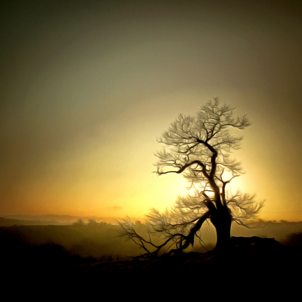 Oak Tree at Sunset